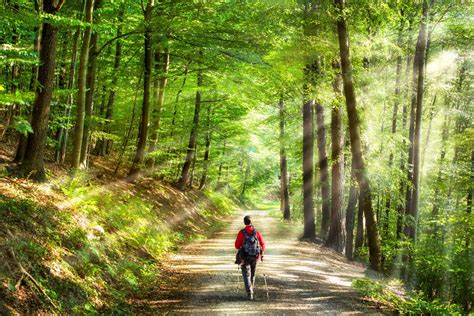 Orman Terapisi: Doğanın İyileştirici Gücünden Nasıl Faydalanılır?